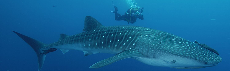 Holbox: El santuario veraniego del Tiburón Ballena