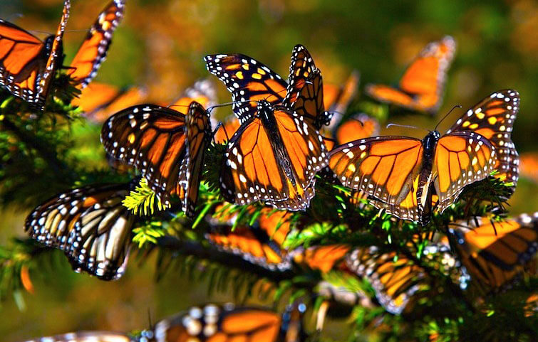 Mariposa-Monarca