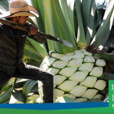 Feria Internacional del Mezcal