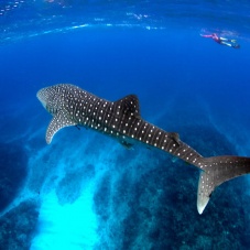 Isla Holbox.. El santuario veraniego del Tiburón Ballena