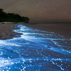 Star in the sea. Discover bioluminiscence in Holbox island