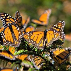 Villa Montaña takes you to the Monarch Butterly Sanctuary