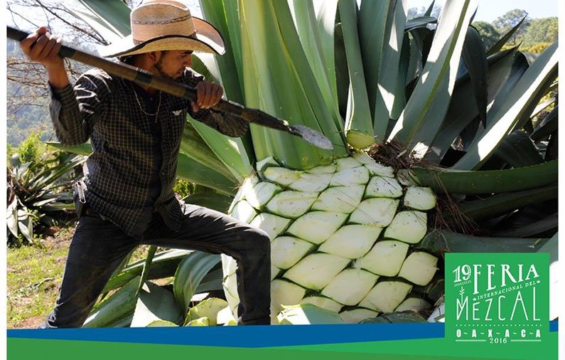 Feria Internacional del Mezcal