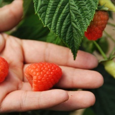 The Raspberry Festival