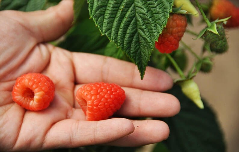 The Raspberry Festival