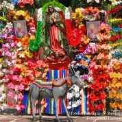 hoteles-boutique-de-mexico-destino-ciudad-de-mexico-12