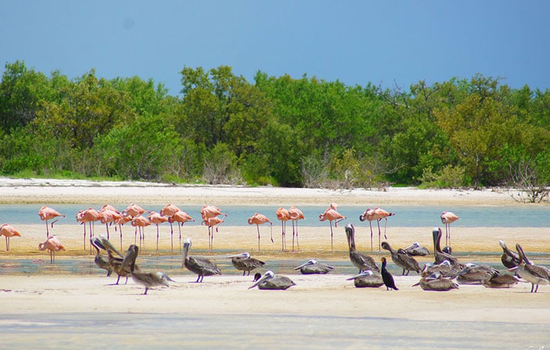Family guide by Isla Holbox