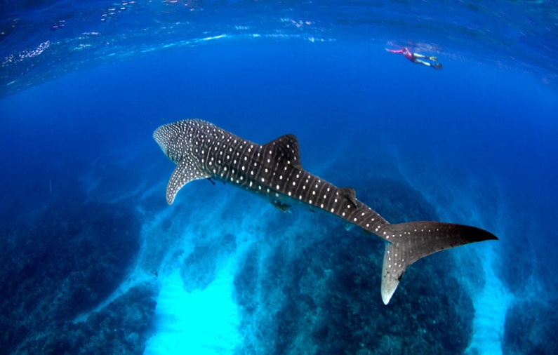 Isla Holbox.. El santuario veraniego del Tiburón Ballena