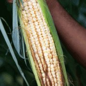 Mazorca de maíz Jala
