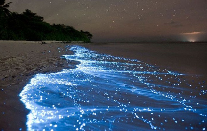 Star in the sea. Discover bioluminiscence in Holbox island