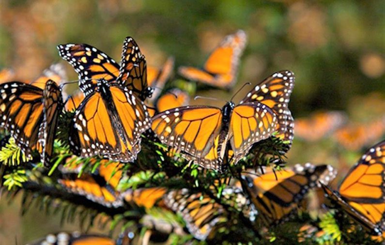 Villa Montaña takes you to the Monarch Butterly Sanctuary